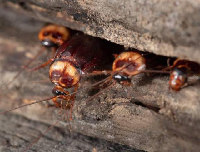 Medidas para Prevenção de Pragas Baratas